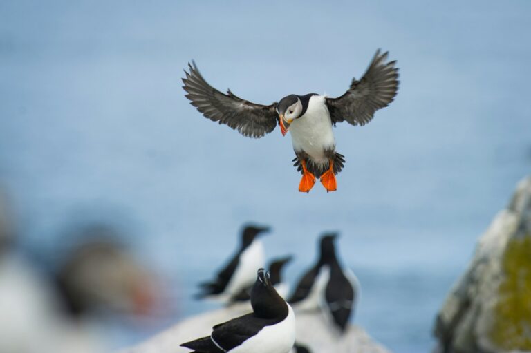 Puffin with outstretched wings descends towards a group of birds below against a light sky.