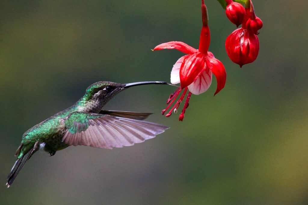 A Green Violet-ear hummingbird feeds from a red flower.
