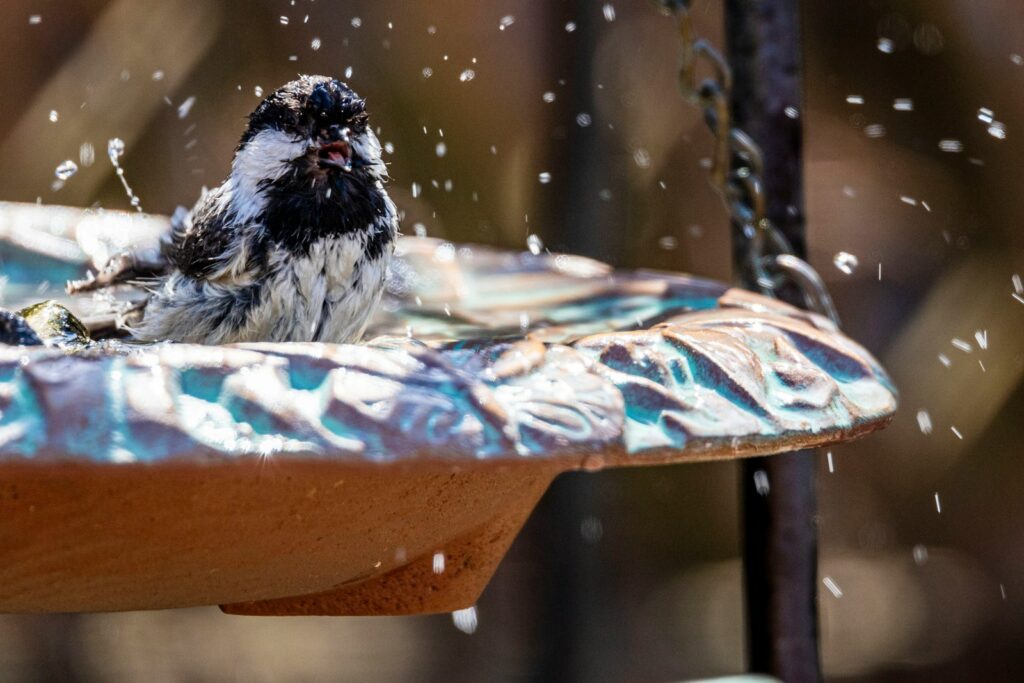 A small bird is sitting on a bird bath.