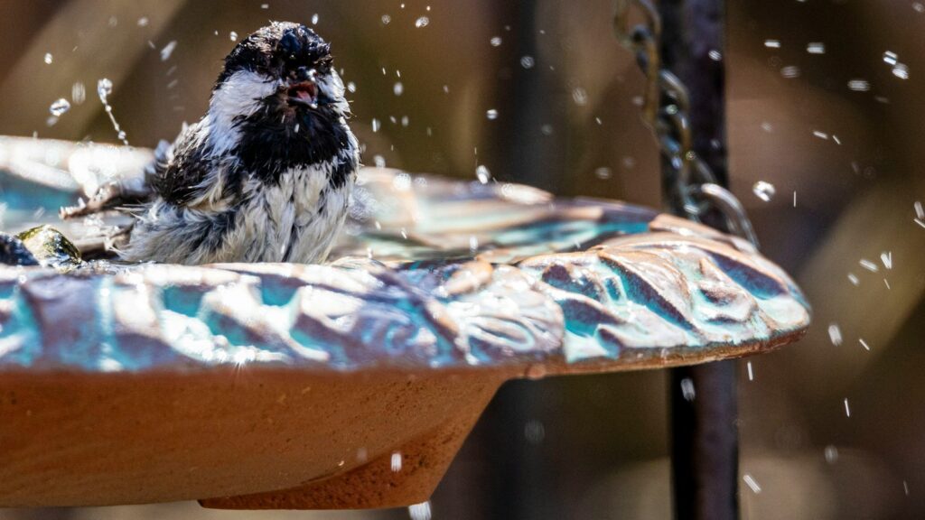 A small bird is sitting on a bird bath splashing water