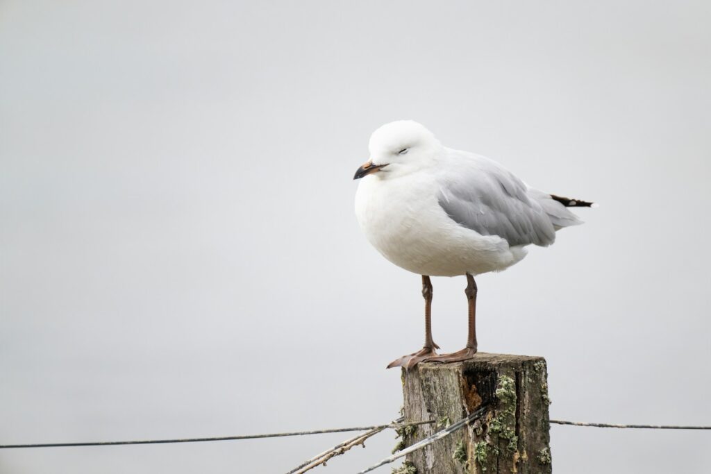White and grey plumage of a Black-billed Gull at rest.
