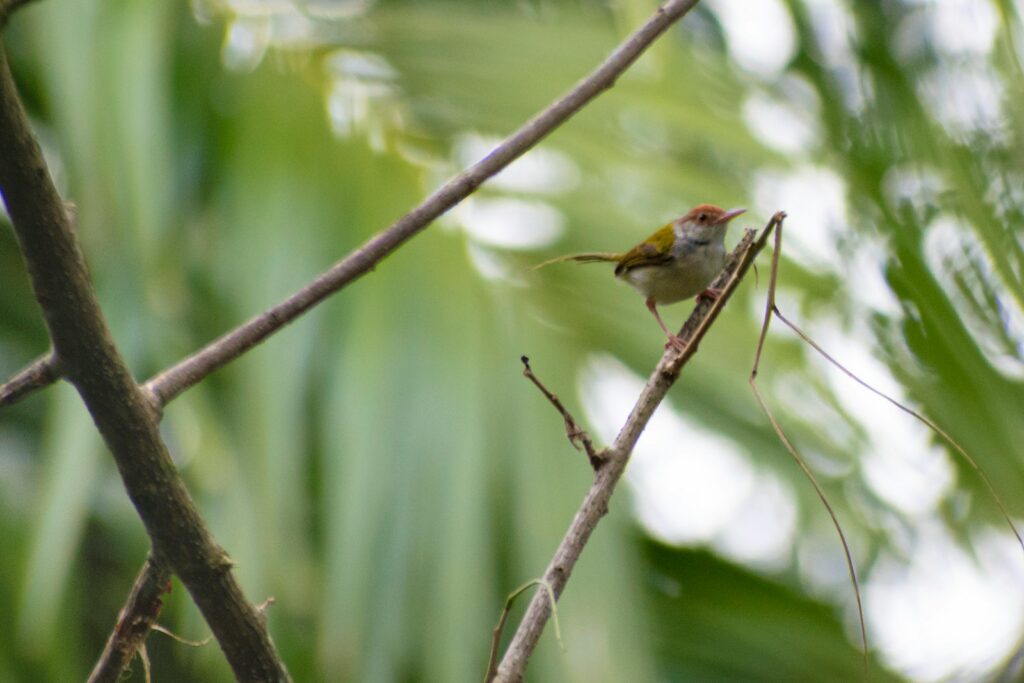 A small bird perched on top of a tree branch.