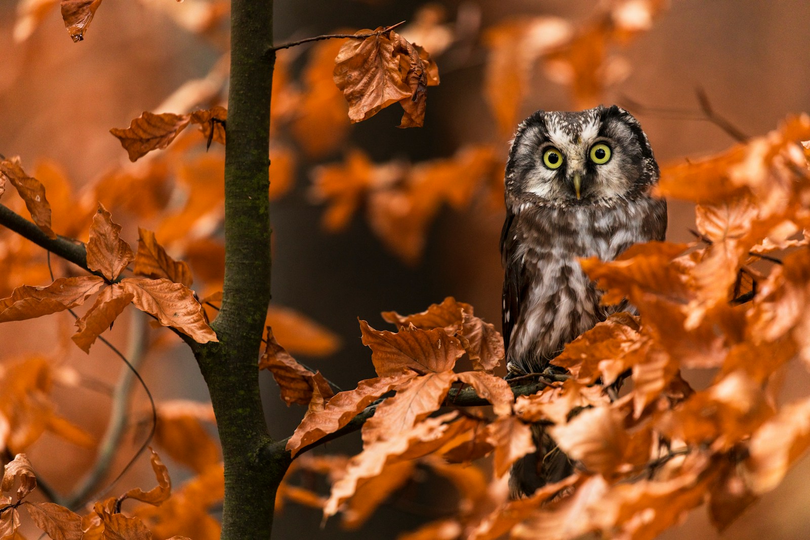 grey owl