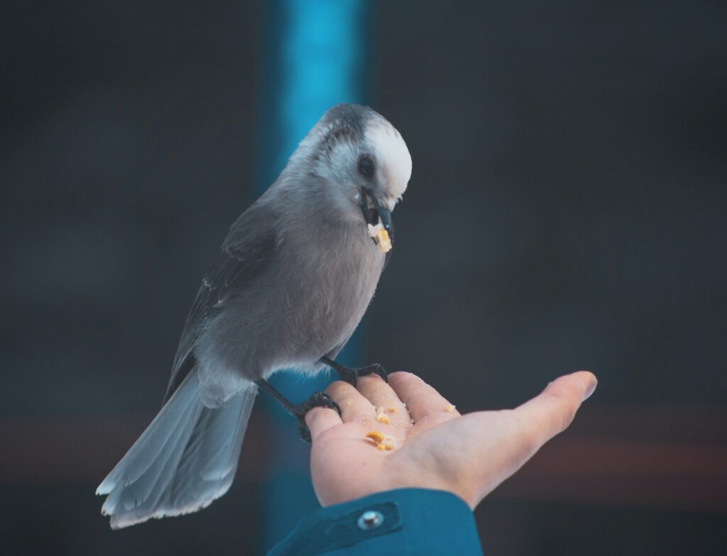 A Canada jay with soft gray and white plumage perches on a person's outstretched hand, eating seeds.