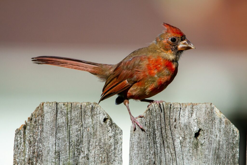 A Red cardinal perched on gray wooden fence during daytime.