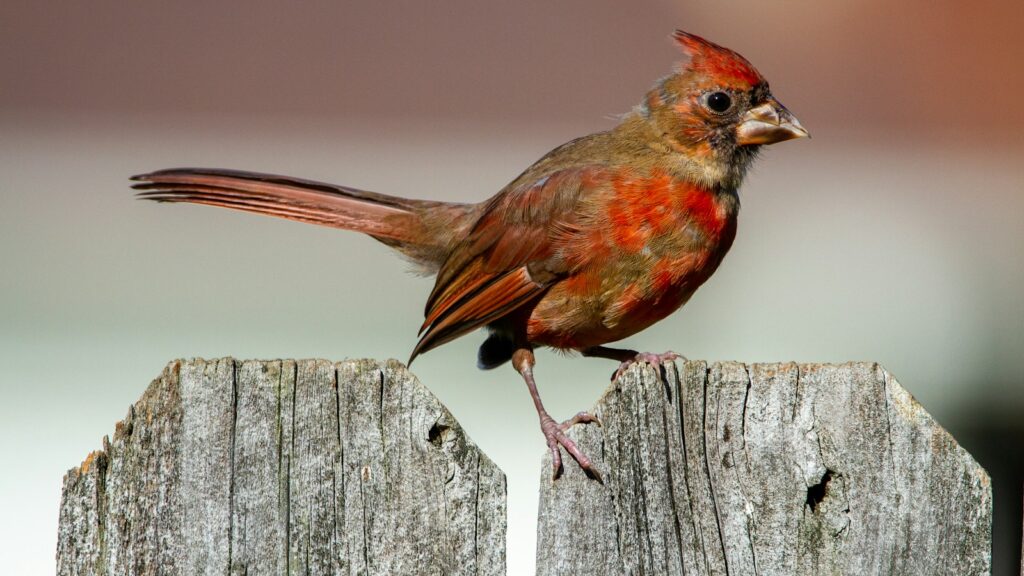 A Red cardinal perched on gray wooden fence during daytime.