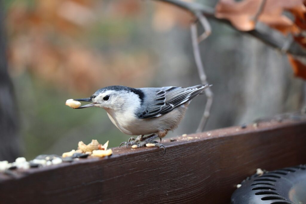 A small bird eating food off of a bench.