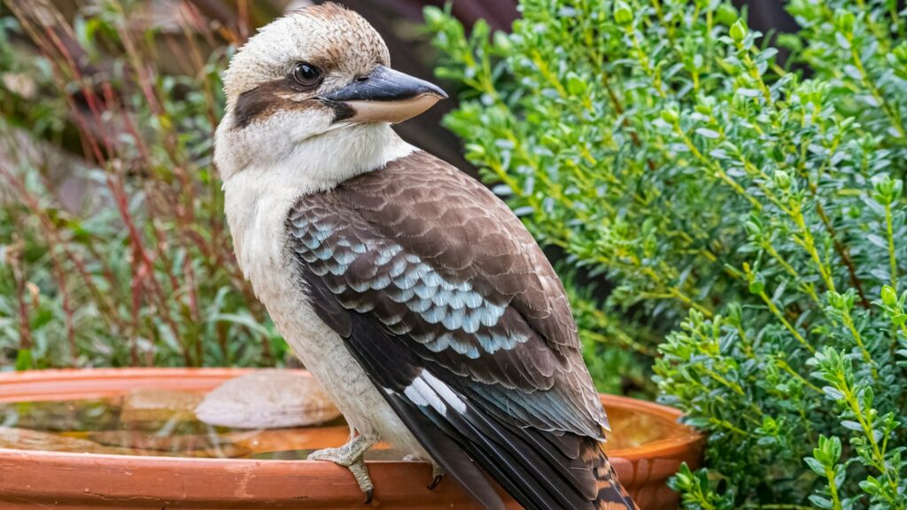 A laughing kookaburra with brown, white, and blue feathers perches on the edge of a terracotta pot.