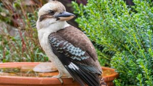 A laughing kookaburra with brown, white, and blue feathers perches on the edge of a terracotta pot.