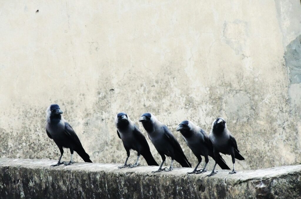 Five glossy black house crows stand in a row on a weathered ledge.