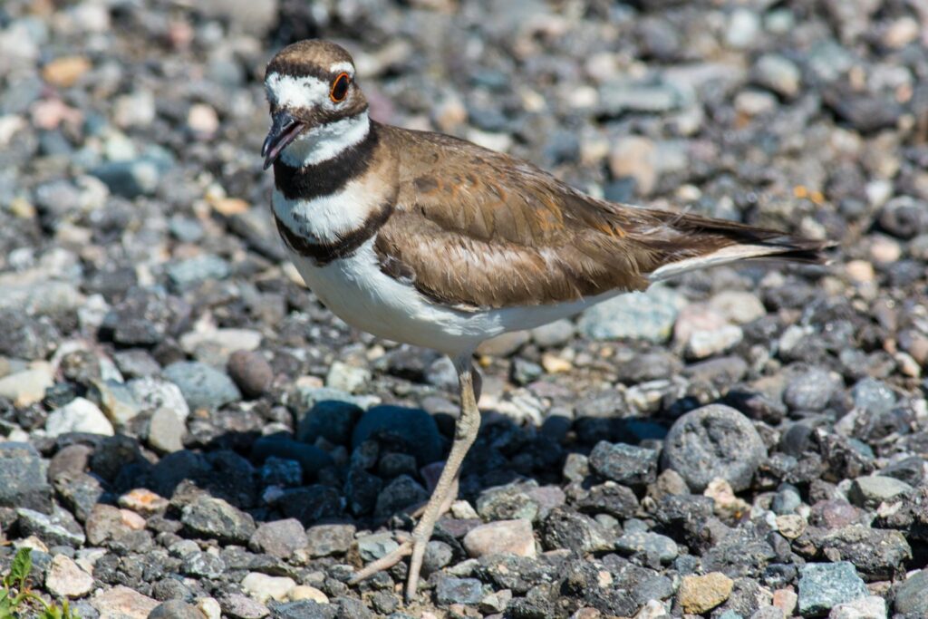 A killdeer stands on a rocky surface.