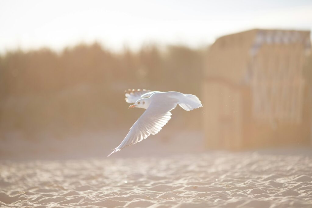A Black-headed Gull flies low over a sandy surface in soft, hazy light.