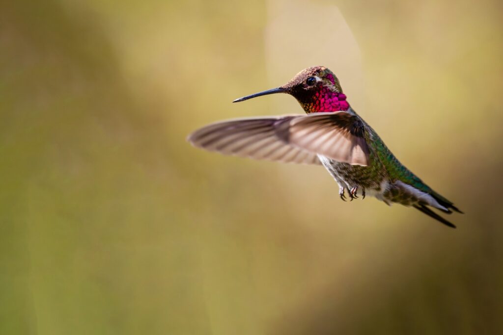 A hummingbird with a vibrant pink throat hovers in mid-air.