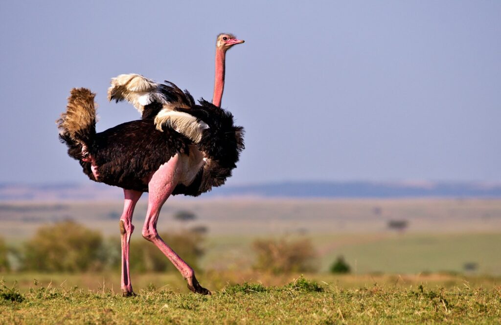 An Ostrich with black and white plumage and a long pink neck stands in a grassy field.