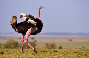 An Ostrich with black and white plumage and a long pink neck stands in a grassy field.