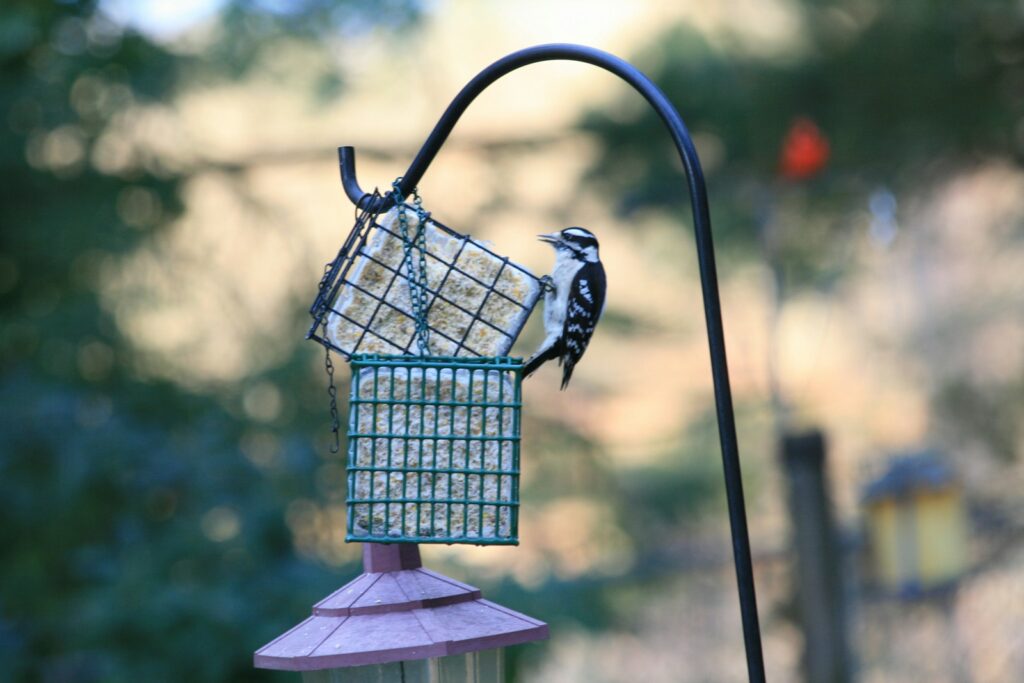 A downy woodpecker clings to a suet feeder hanging from a black pole.