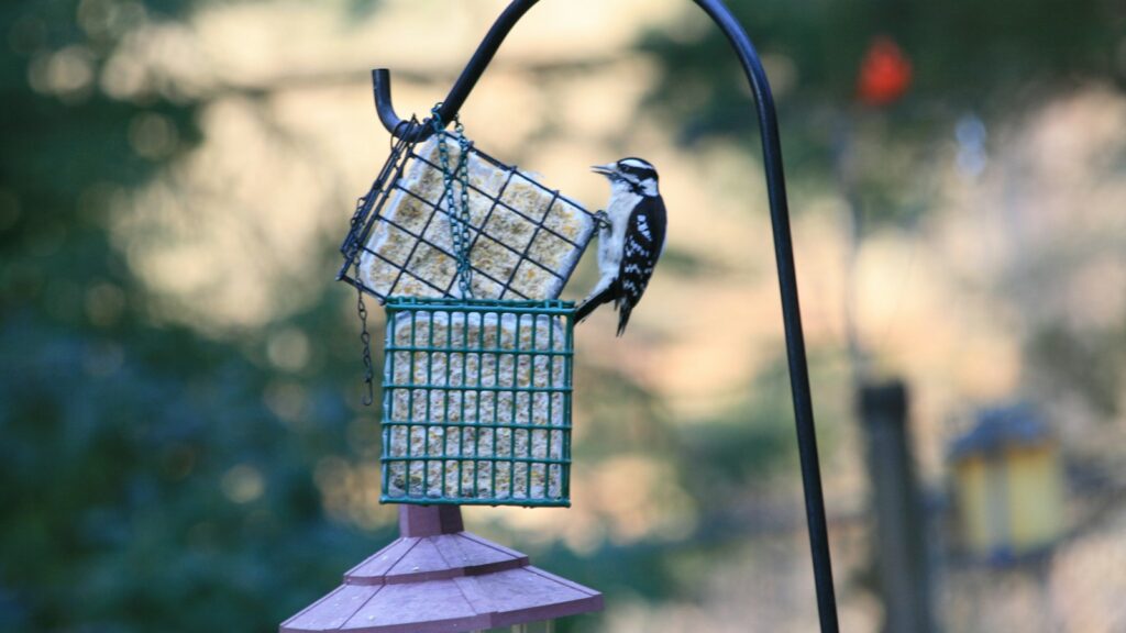 A downy woodpecker clings to a suet feeder hanging from a black pole.