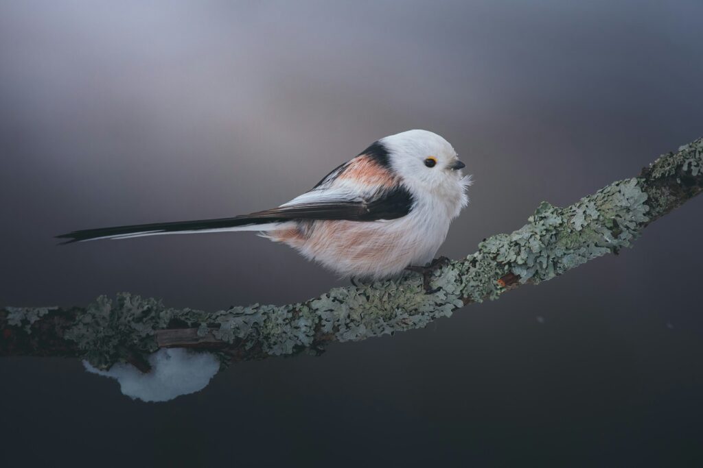 A long-tailed tit perches on a lichen-covered branch.