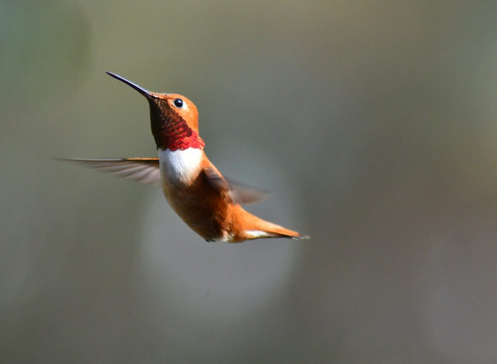 A Rufous Hummingbird is captured mid-flight.
