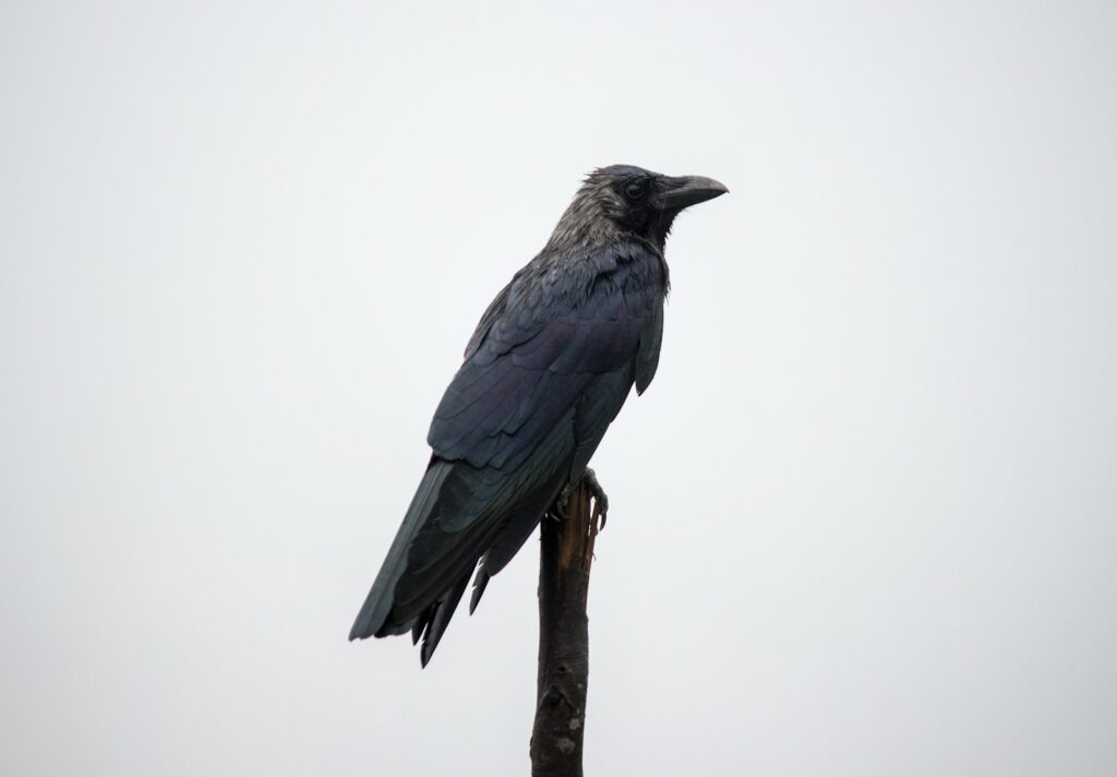 A dark crow perches on a stick against a pale sky.