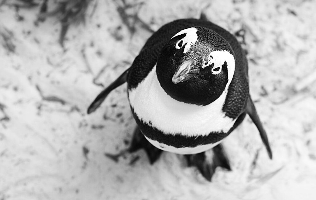 grayscale photography of penguin