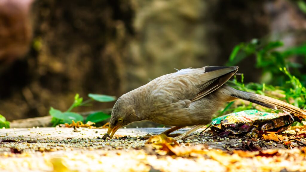 A small bird standing on top of a patch of dirt.