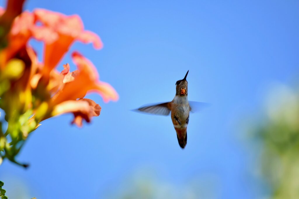A rufous hummingbird flies towards bright orange flowers against a clear blue sky.