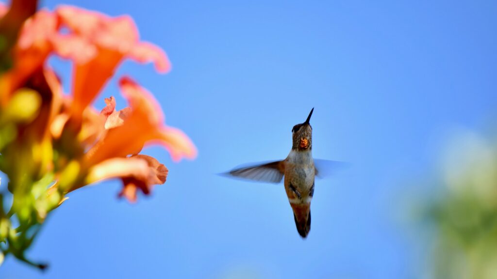 A rufous hummingbird flies towards bright orange flowers against a clear blue sky.