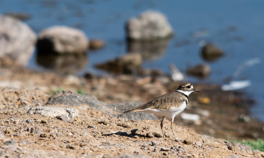 A killdeer stands on a sandy bank near rocks and water.