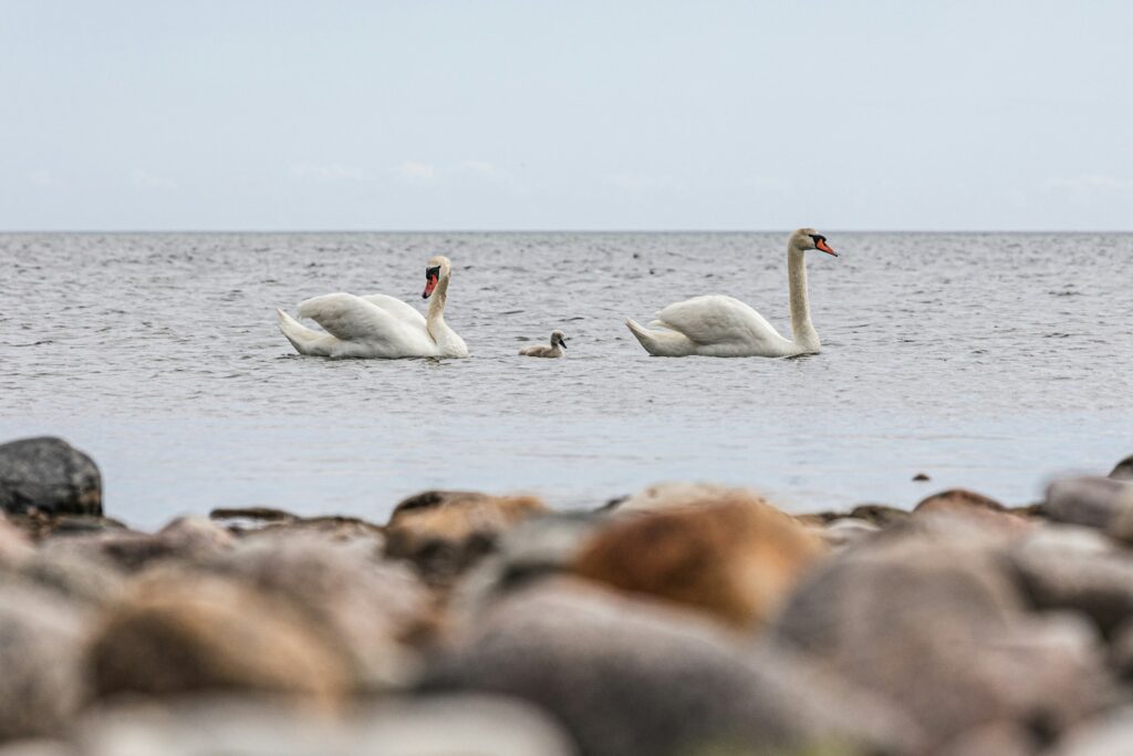 Two swans are swimming in the water near rocks.