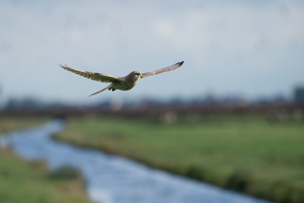A common Kestrel soars in flight against a blurred background.