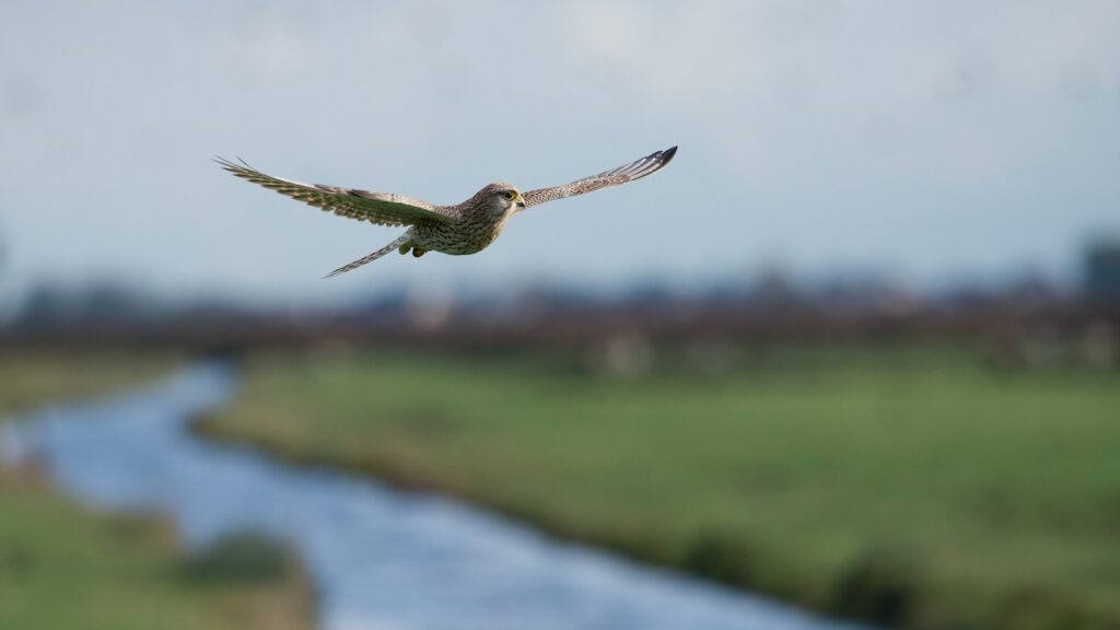 A common Kestrel soars in flight against a blurred background.