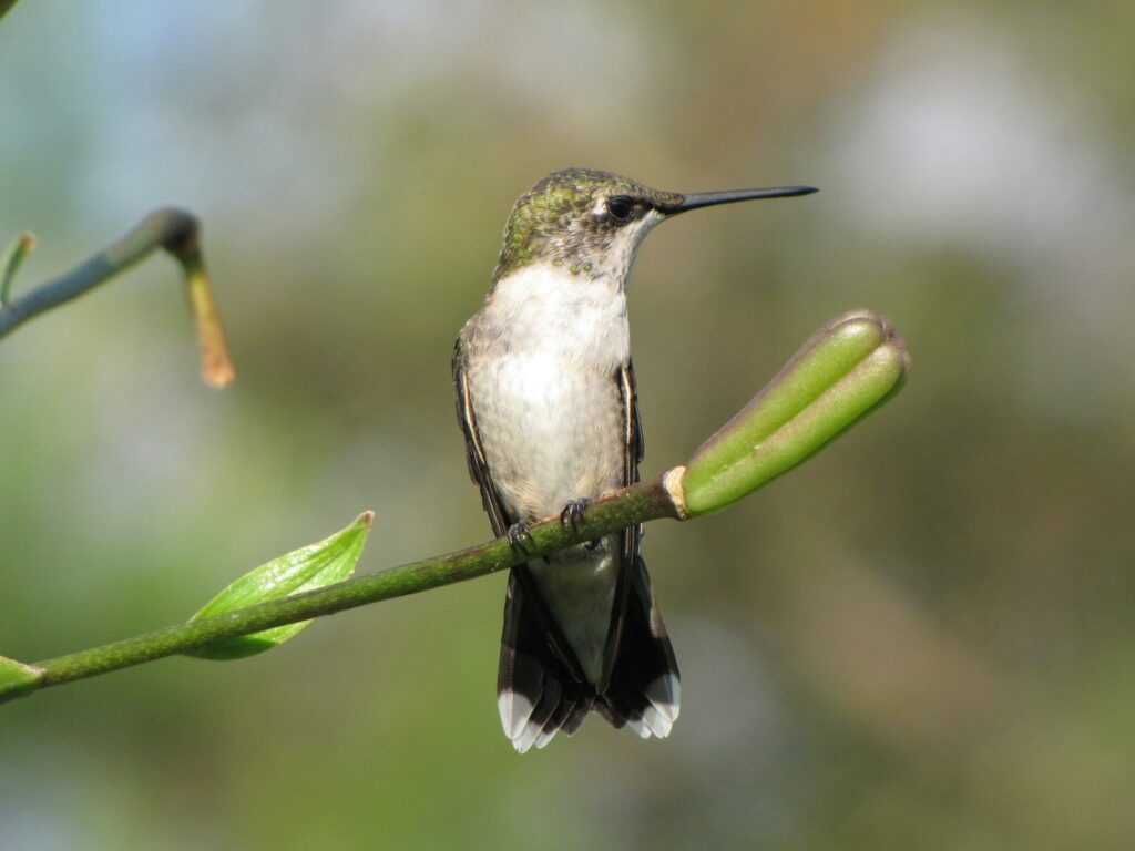 A hummingbird with green and white plumage perches on a green stem.