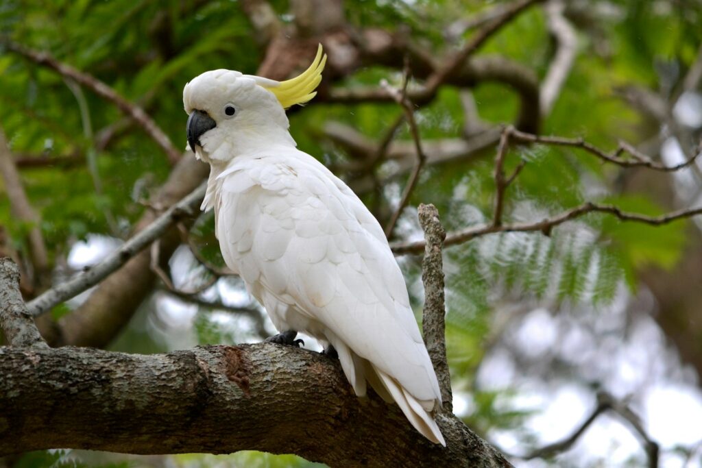 A white cockatoo with a prominent yellow crest perches on a tree branch.