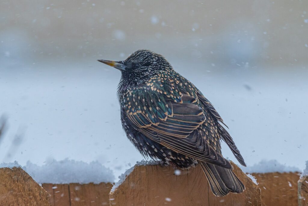 A Common Starling with iridescent speckled plumage perches on a snow-covered surface.