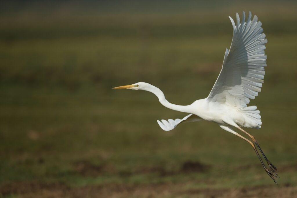 A great egret with white plumage and a yellow beak flies over a blurred background.