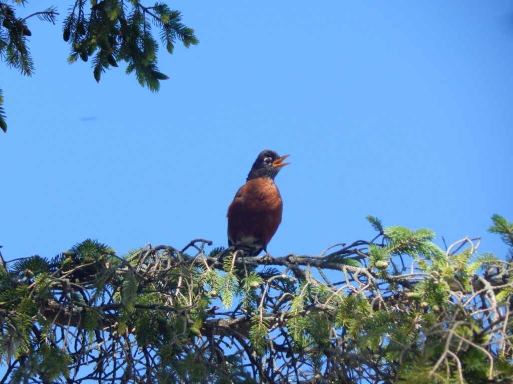 An American robin with a rusty orange breast sings from a perch on a coniferous branch.