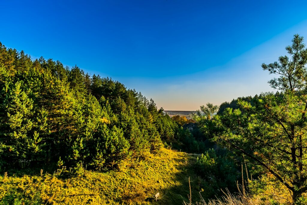 a scenic view of a wooded area with trees