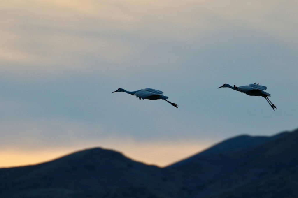 Two elegant Whooping Cranes fly in silhouette against a dusky sky.