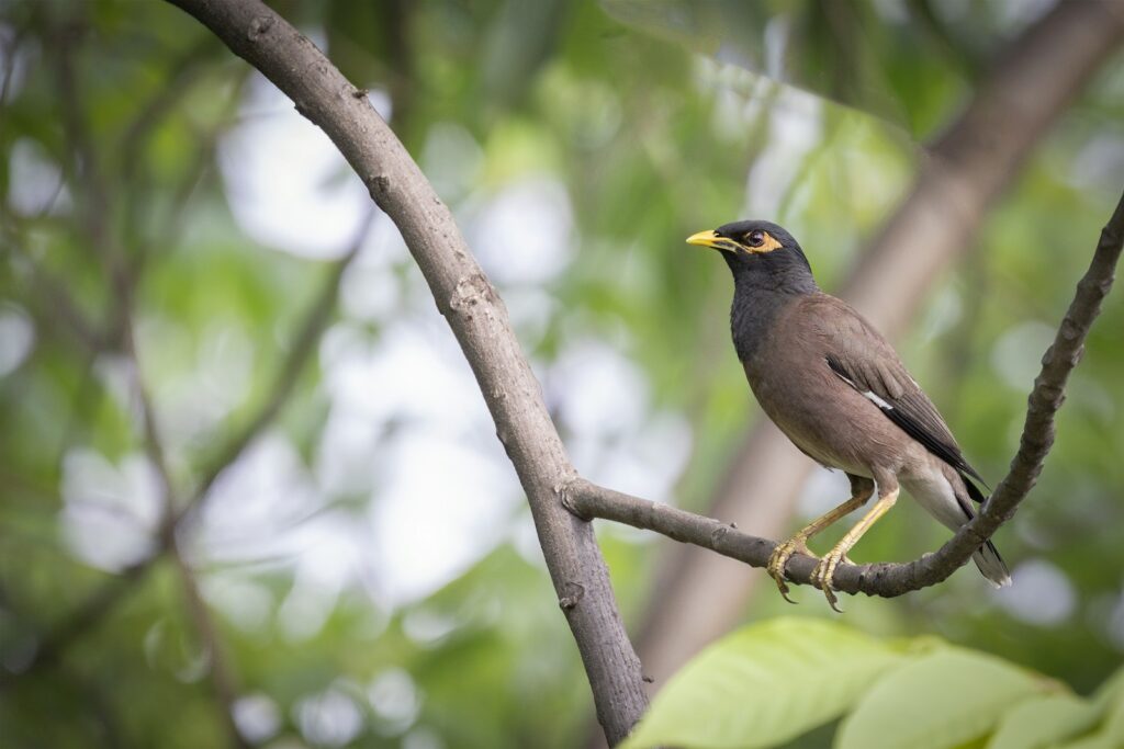 A common myna with brown and black plumage and a yellow beak perches on a branch.