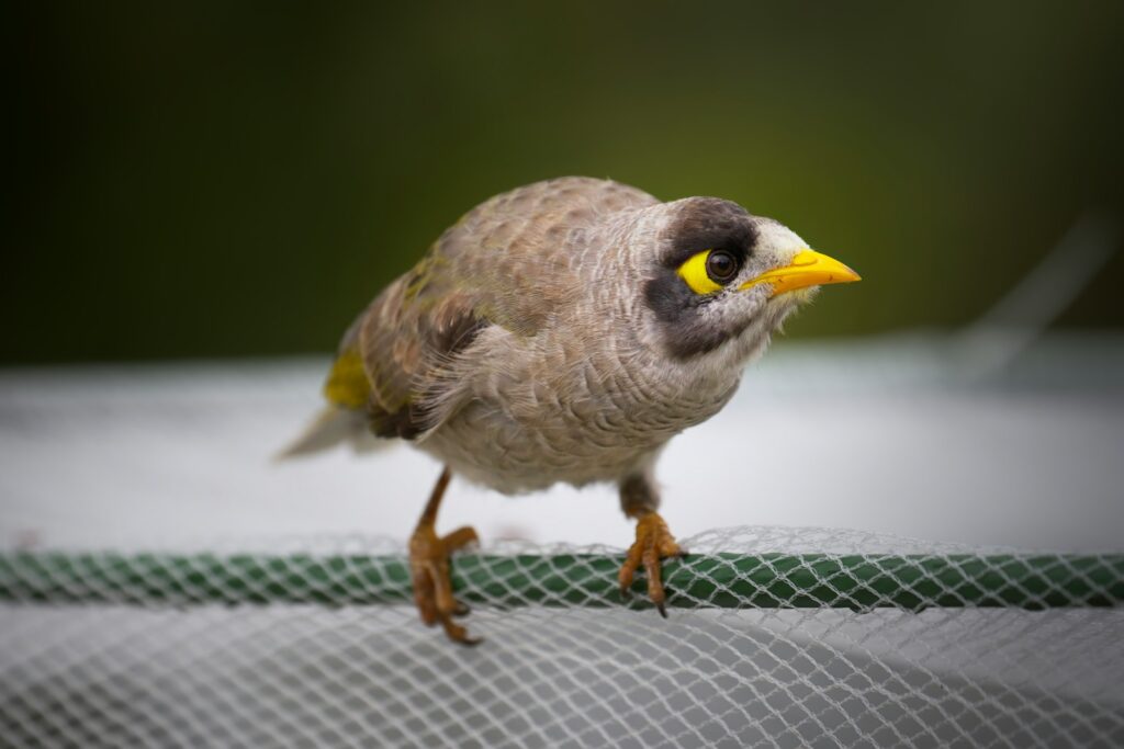 A small bird perched on top of a net.