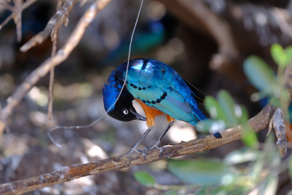 A Superb Starling with vibrant blue, black, and orange plumage perches on a branch.