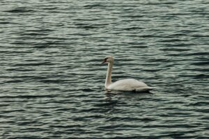 a white swan floating on top of a body of water
