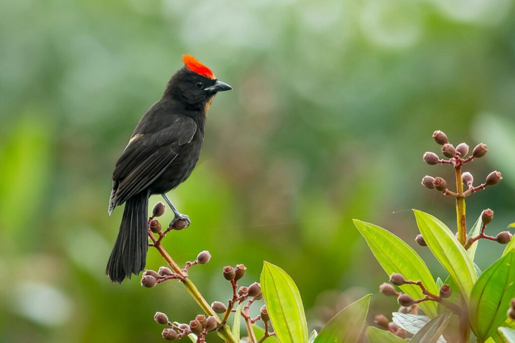 A Blue-billed Black-Tyrant with a striking orange-red crown perches on small branches.