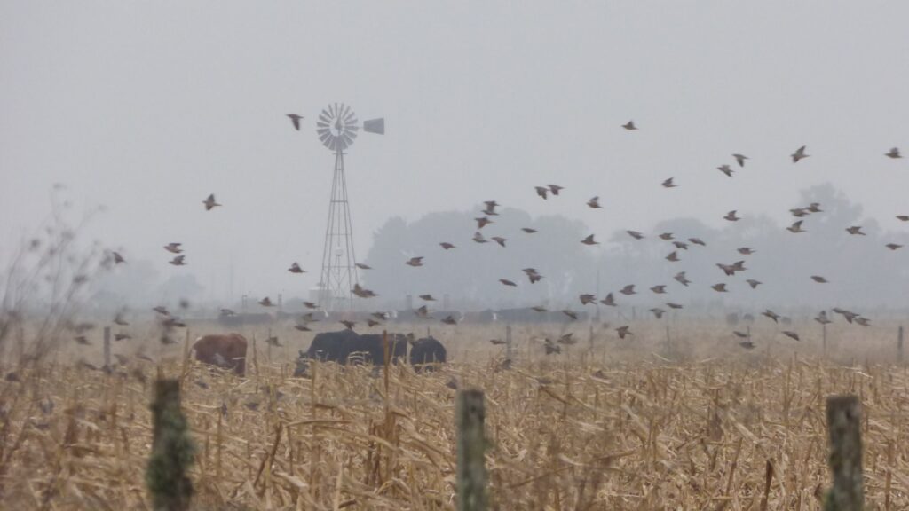 A large flock of birds flies over a field with a water pump windmill in the distance.