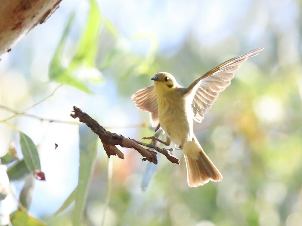 A Fuscous Honeyeater lands on a twig with wings spread.