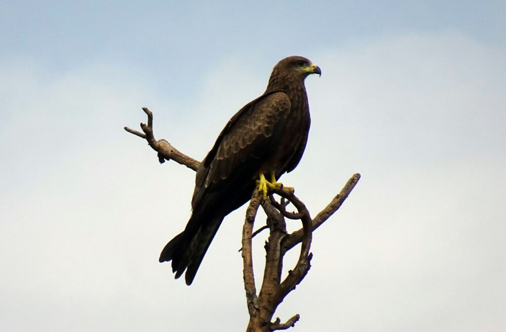 A dark brown black kite with yellow legs perches on a bare tree branch against a light sky.