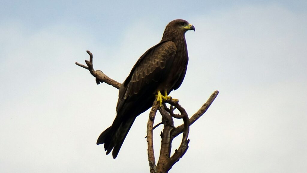 A dark brown black kite with yellow legs perches on a bare tree branch against a light sky.