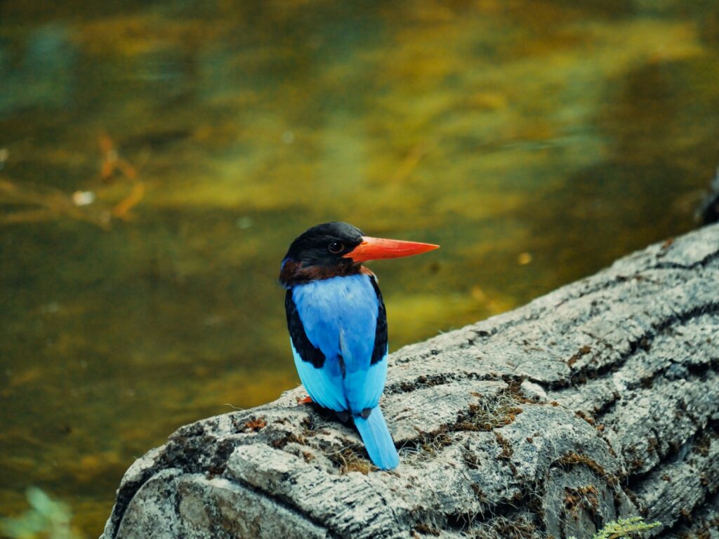 A small blue and black bird sitting on a tree branch.