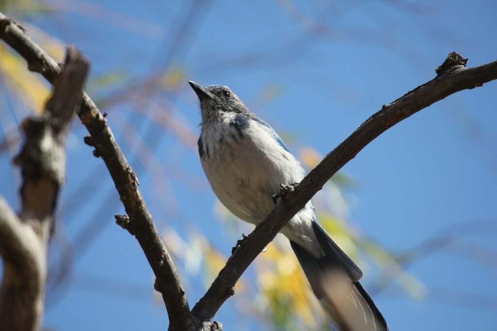 A California scrub jay with grey, white, and blue feathers perches on a bare branch against a bright blue sky.